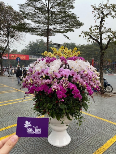 Kinh nghiệm mua sỉ lan hồ điệp tại Hà Nội cho người mới kinh doanh