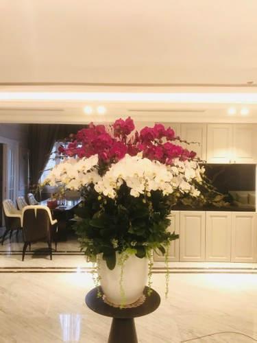 Những lý do nên chọn chậu hoa lan trang trí phòng khách