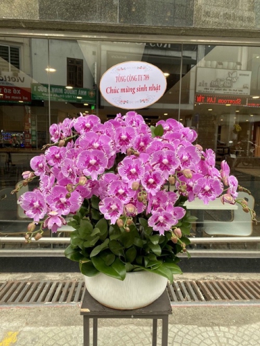 Shop hoa lan hồ điệp uy tín tại Hà Nội